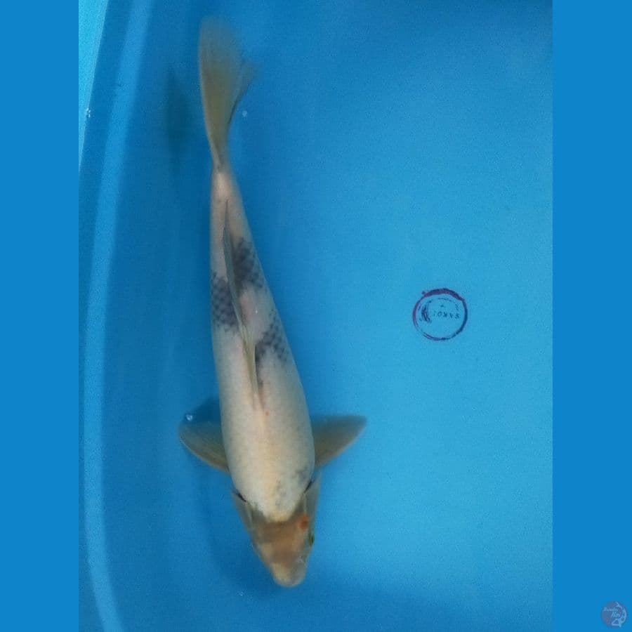 SHIRO 40 CM / MALE