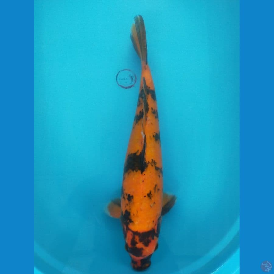 UTSURI 46 CM