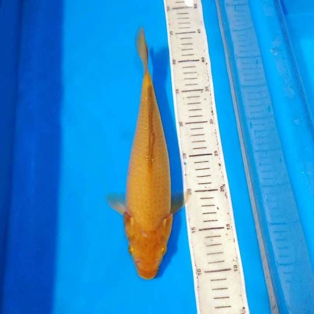 Karamel chagoi