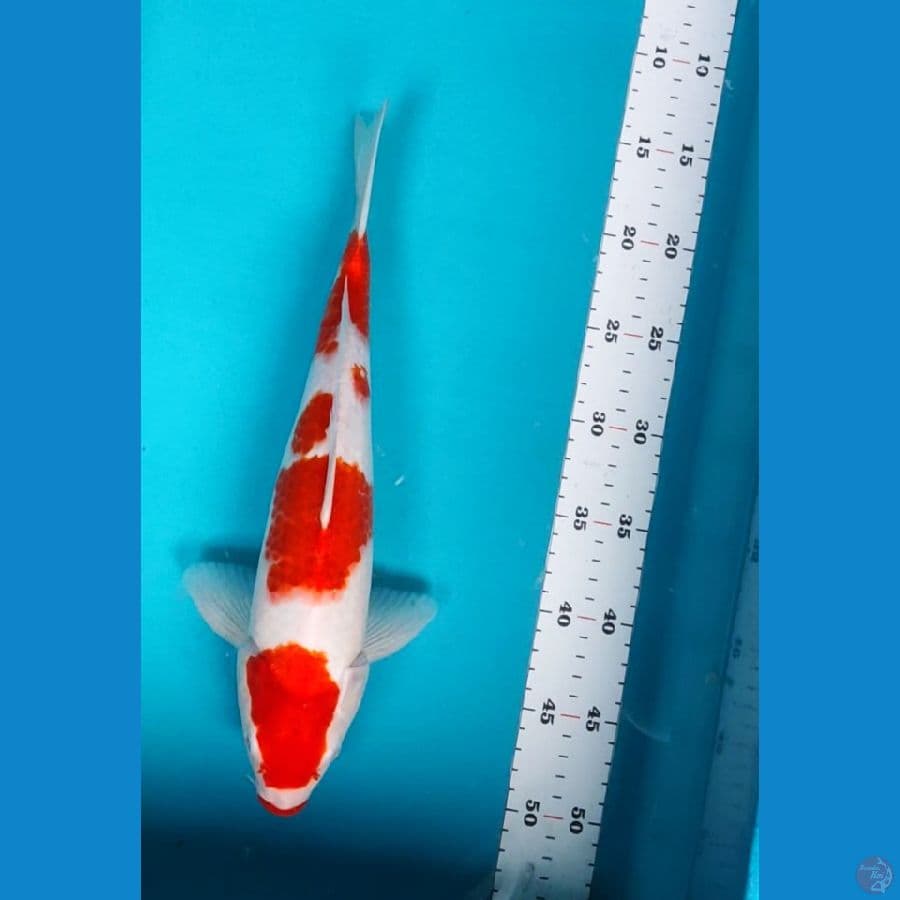 maruten kohaku 34cm male