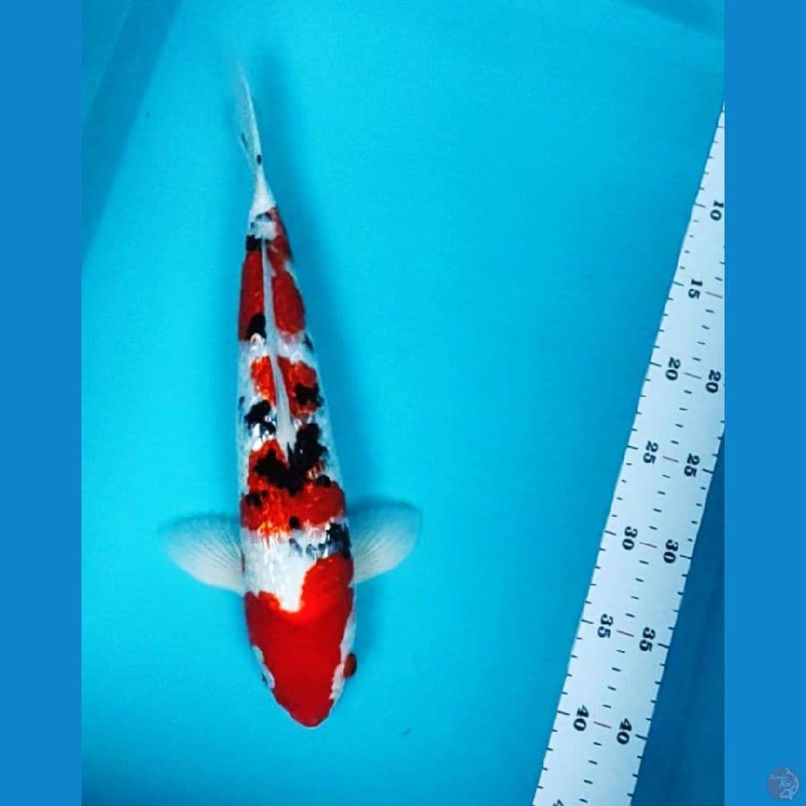 sanke ginrin strong 35cm male