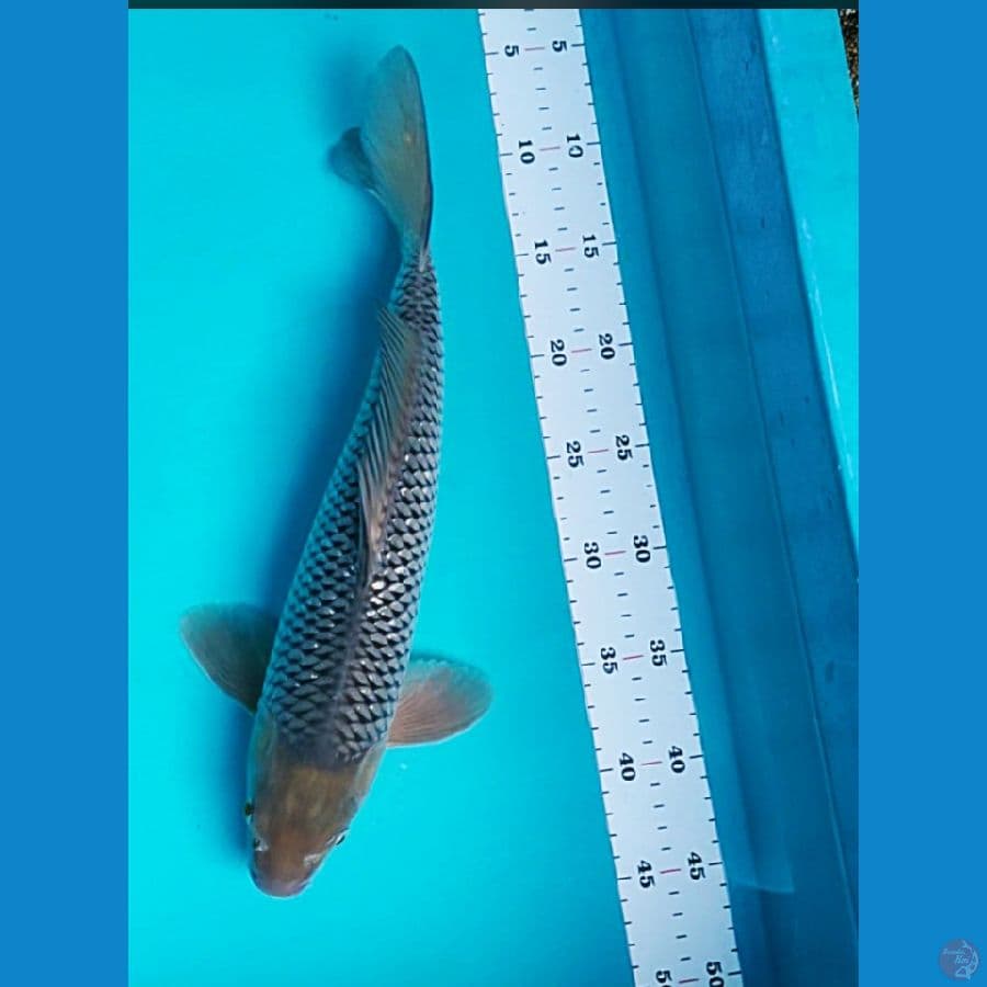 soragoi 38cm male