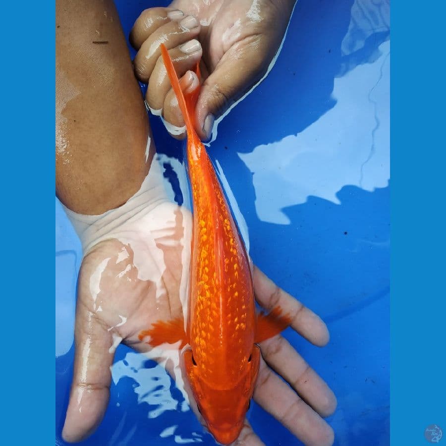 BEnigoi Ginrin Red Strong 23 cm