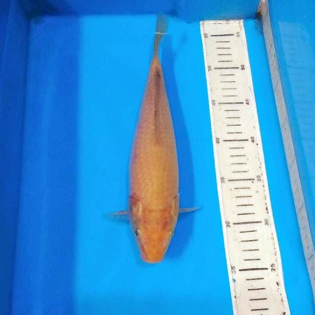 Karamel chagoi