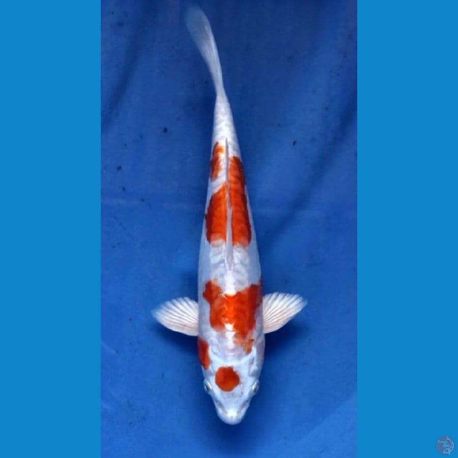 kikushui 25cm