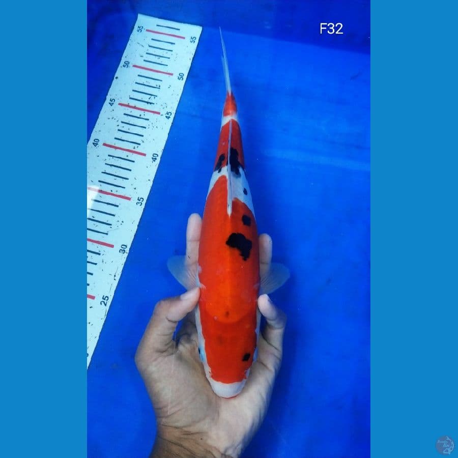 BT.2_SANKE DOITSU 32CM BETINA