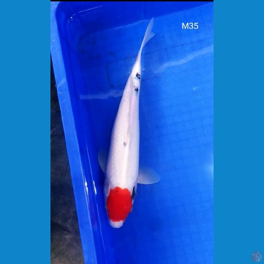 BT.4_TANCO SANKE JANTAN 35CM
