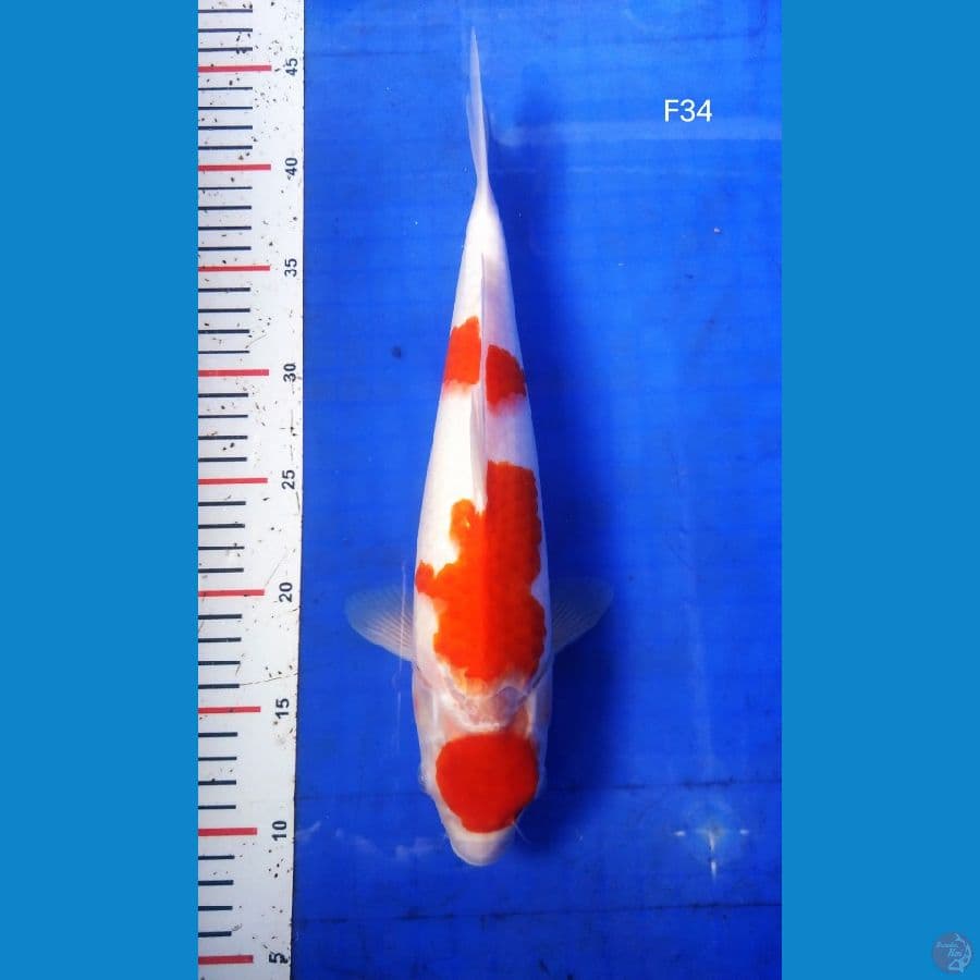 BT.7_ KOHAKU 34CM BETINA