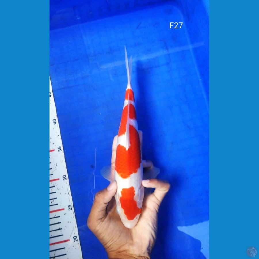 BT.8_ KOHAKU 27CM BETINA