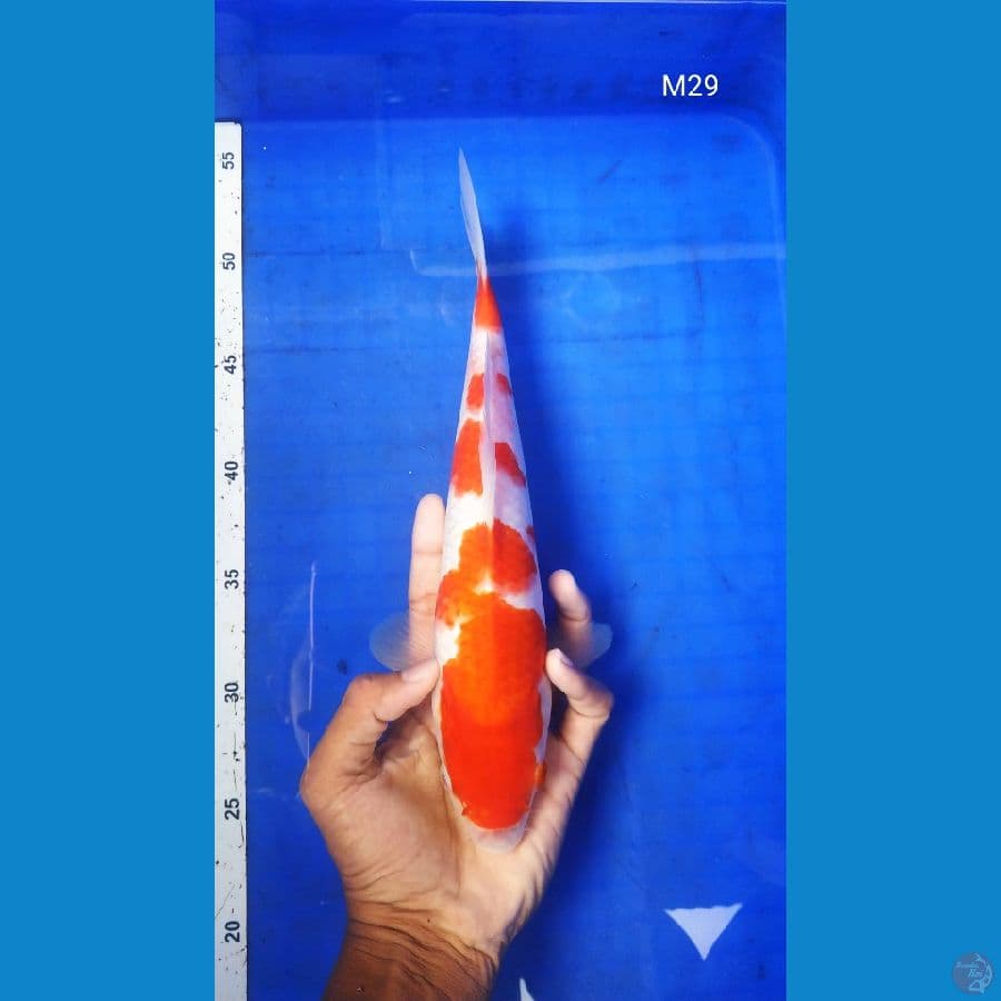 BT.11_KOHAKU 29CM JANTAN