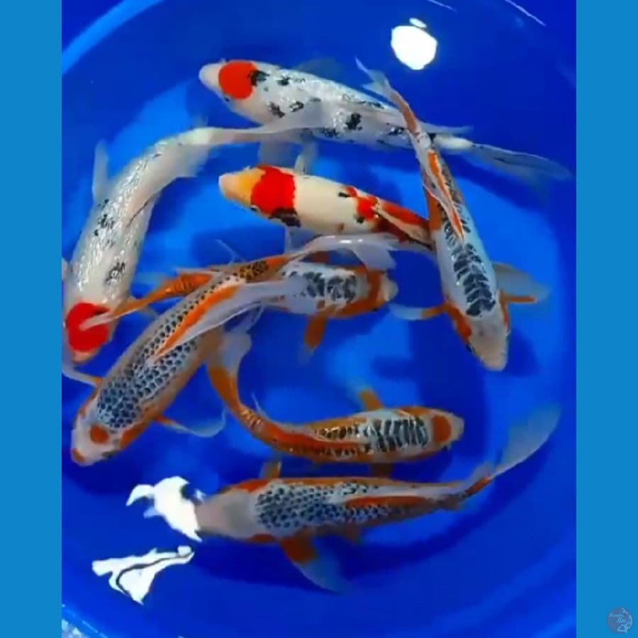 PAKET KUMPAY MIX 8 ekor 30_37cm. TANCHO SANKE GINDRIN, ASAGI, SUSHUI