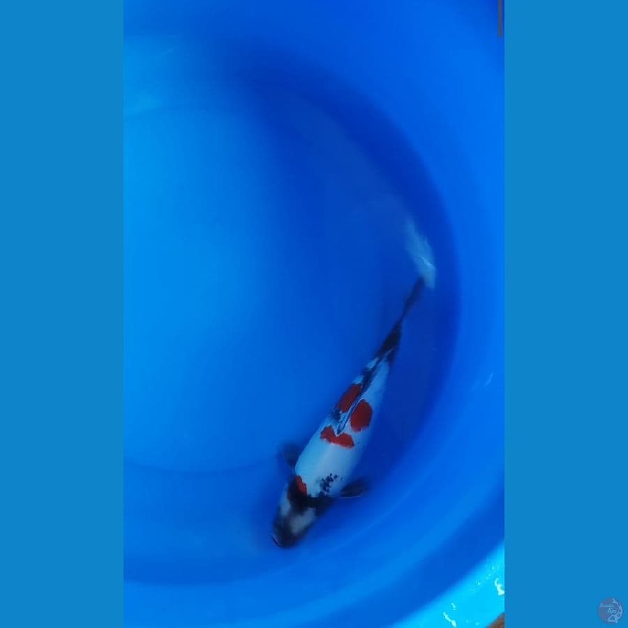 showa 34 cm