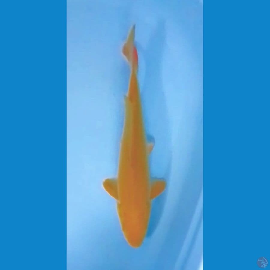 Caramel Chagoi 40cm (M)