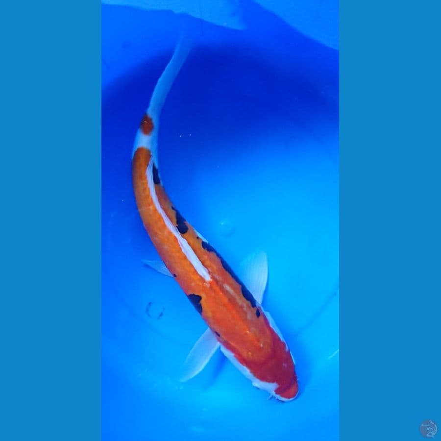 benikumon 40cm