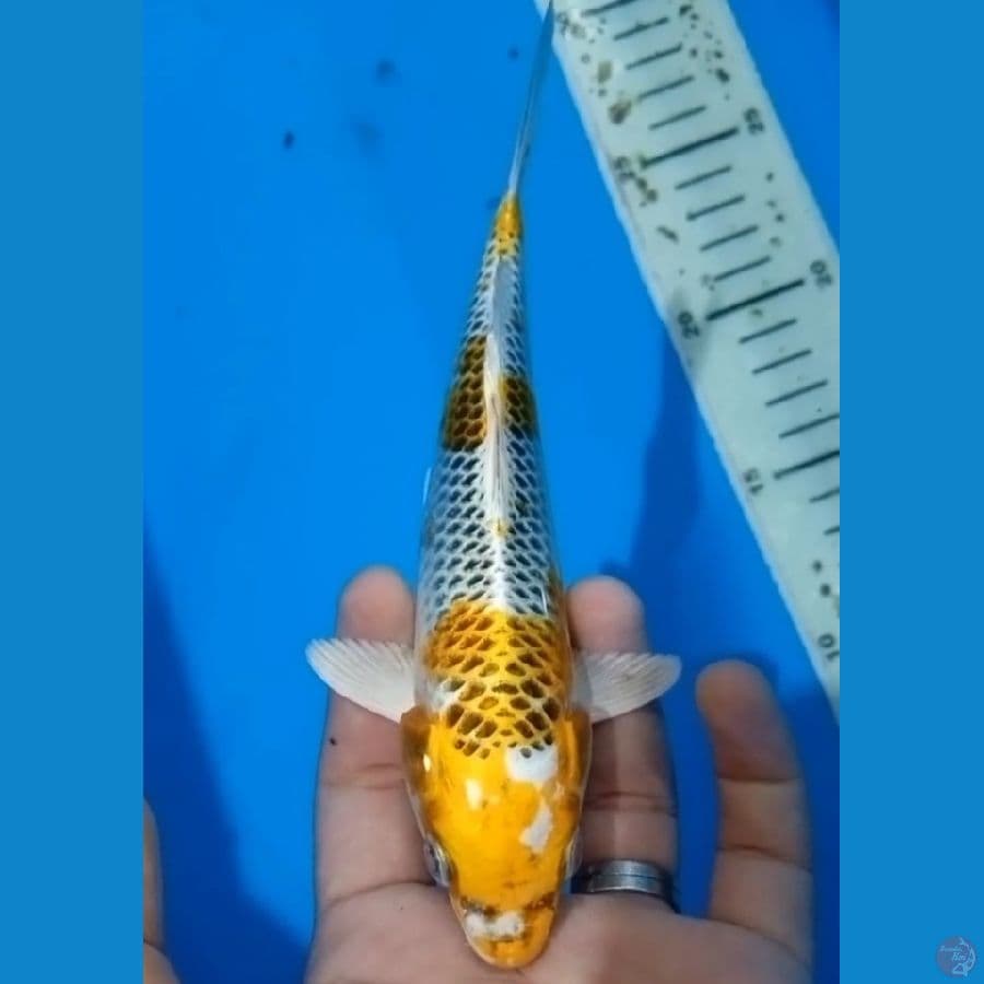 Mini kujaku 16 cm