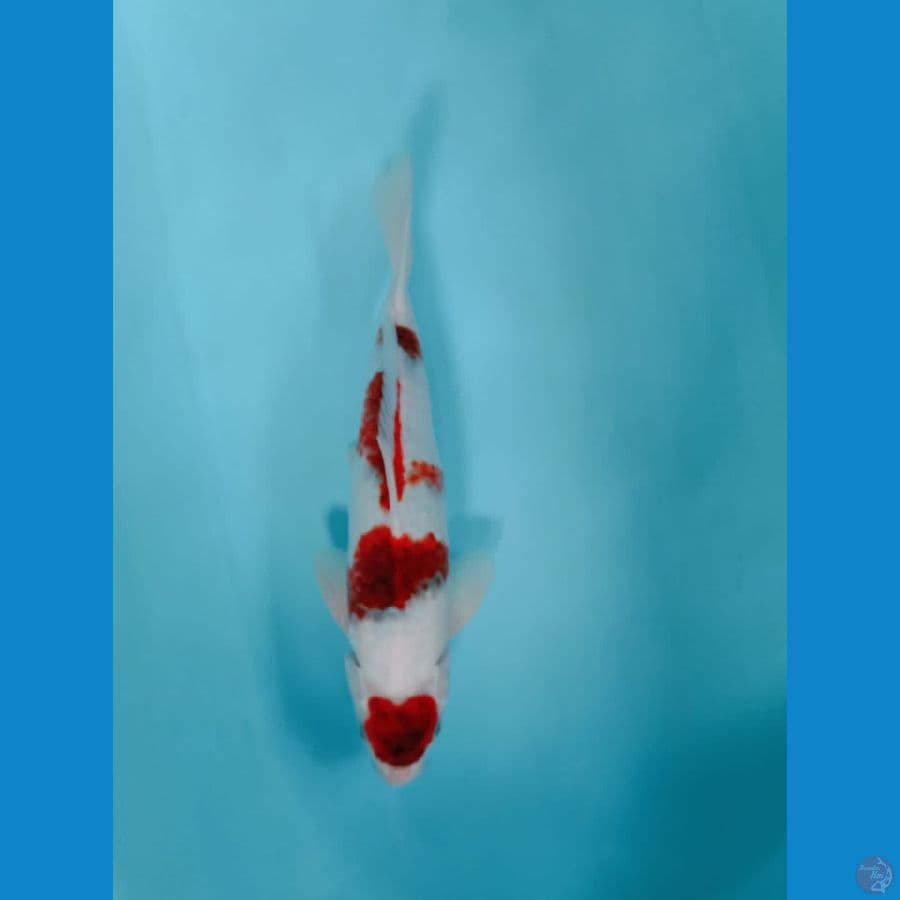 Ai Goromo 33cm MALE