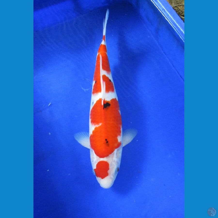 sanke ±37cm