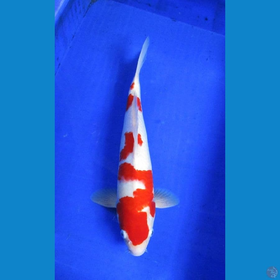 kohaku ±36cm