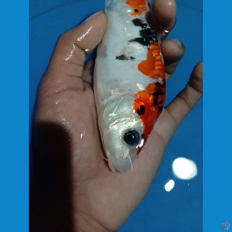 sanke doitsu punuk