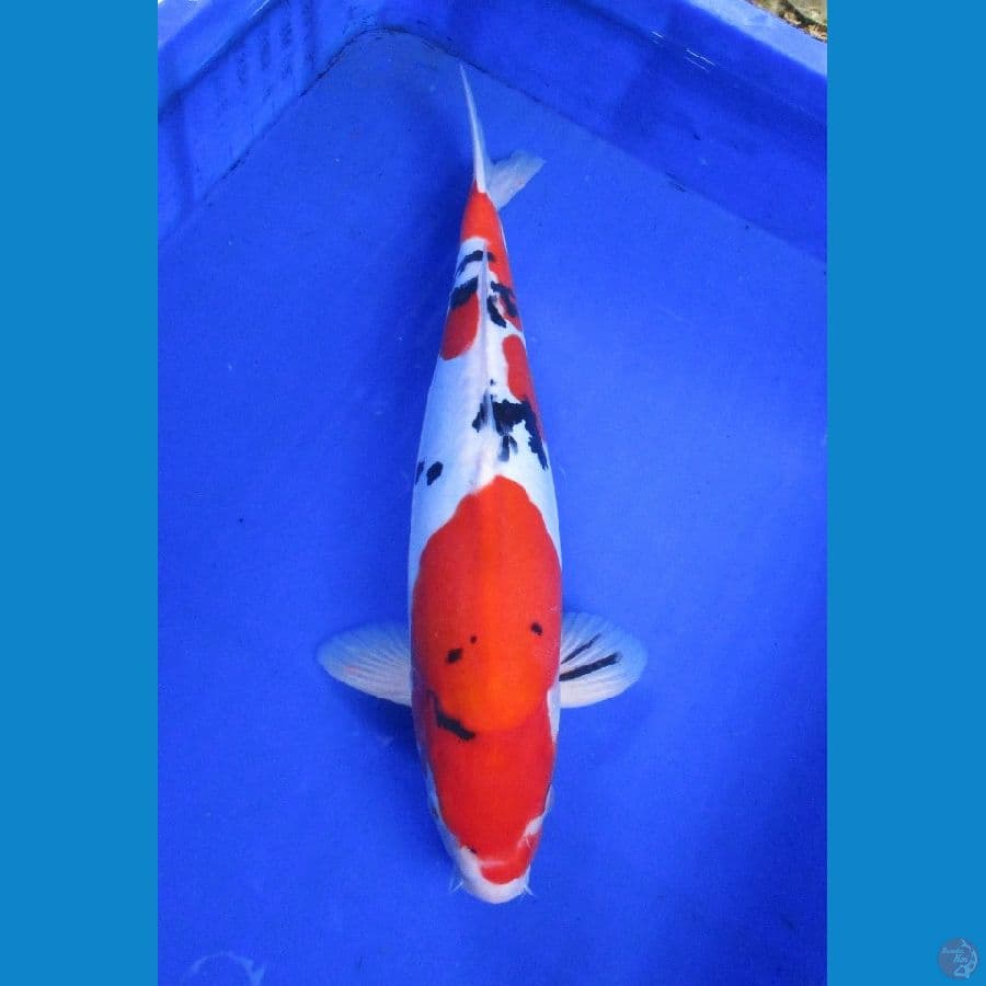 sanke doitsu ±35cm