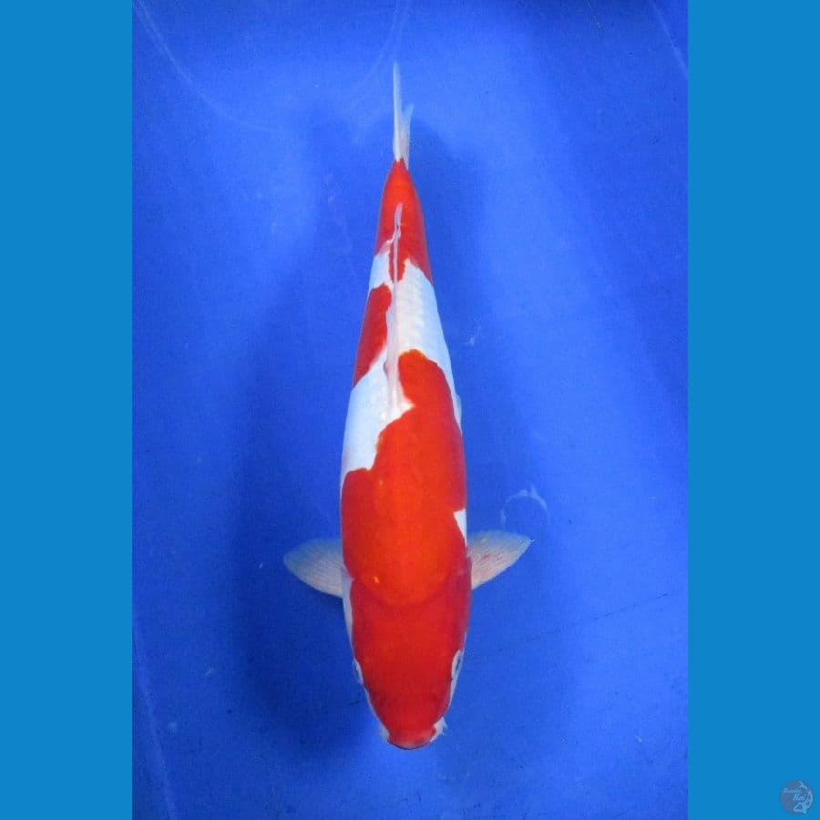 doitsu kohaku ±37cm