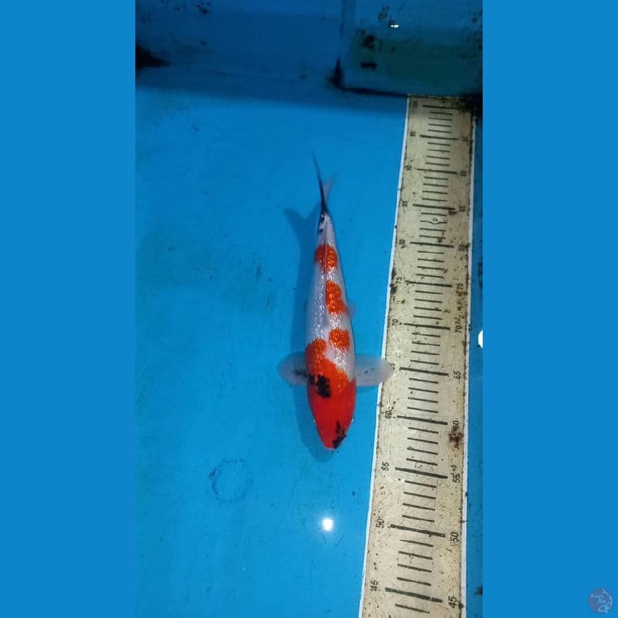 Ginrin showa 30cm