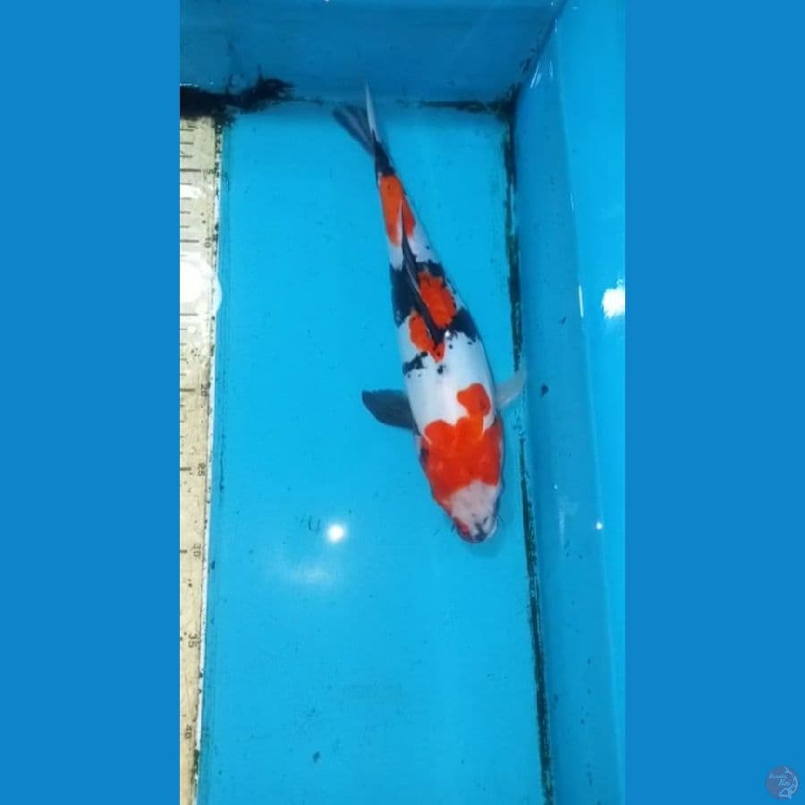 Doitsu showa 31cm