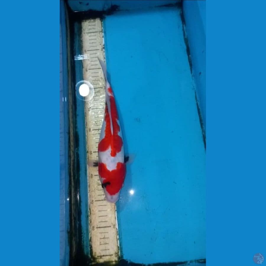 Doitsu showa 30cm