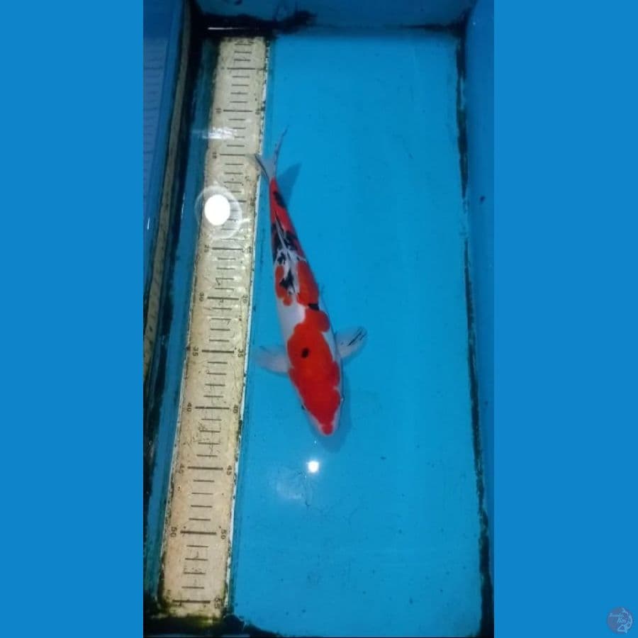 Doitsu sanke 28cm