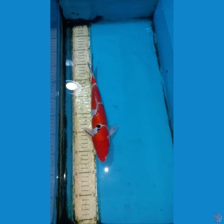 Doitsu sanke 28cm