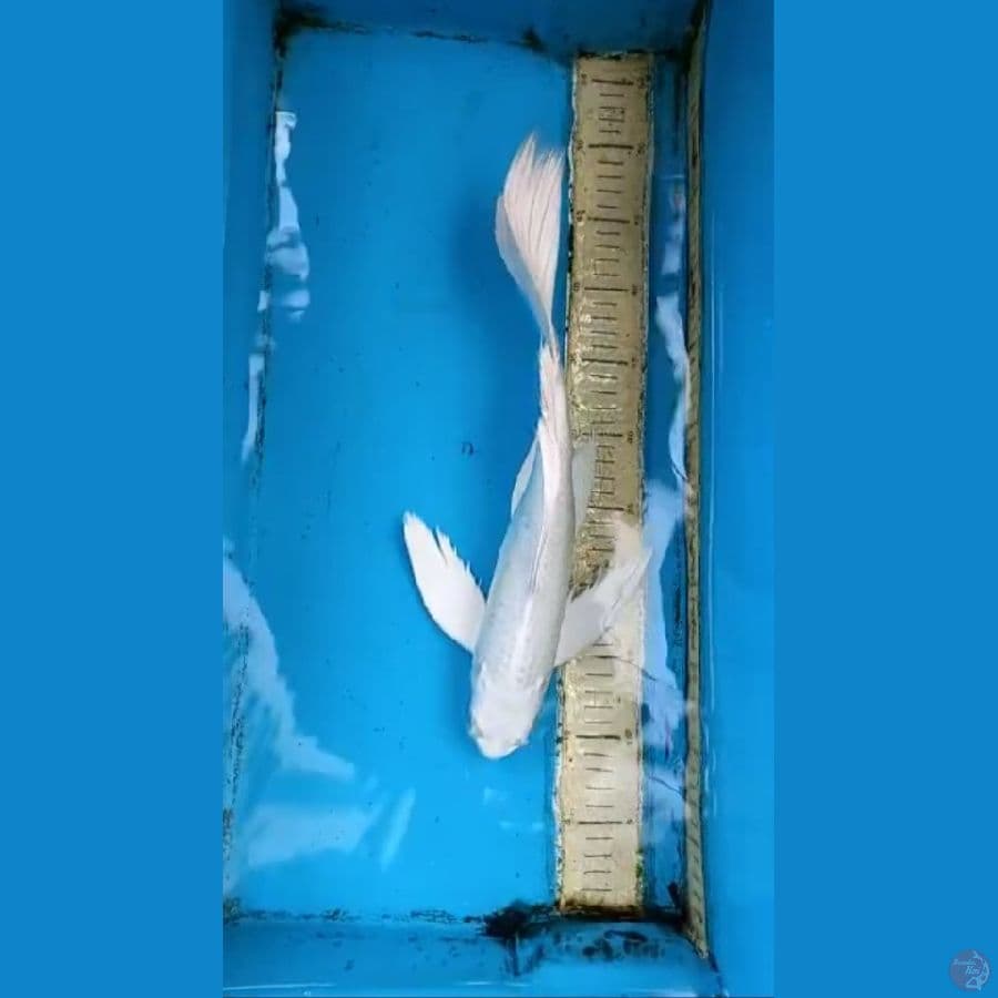 Kumpay 38cm