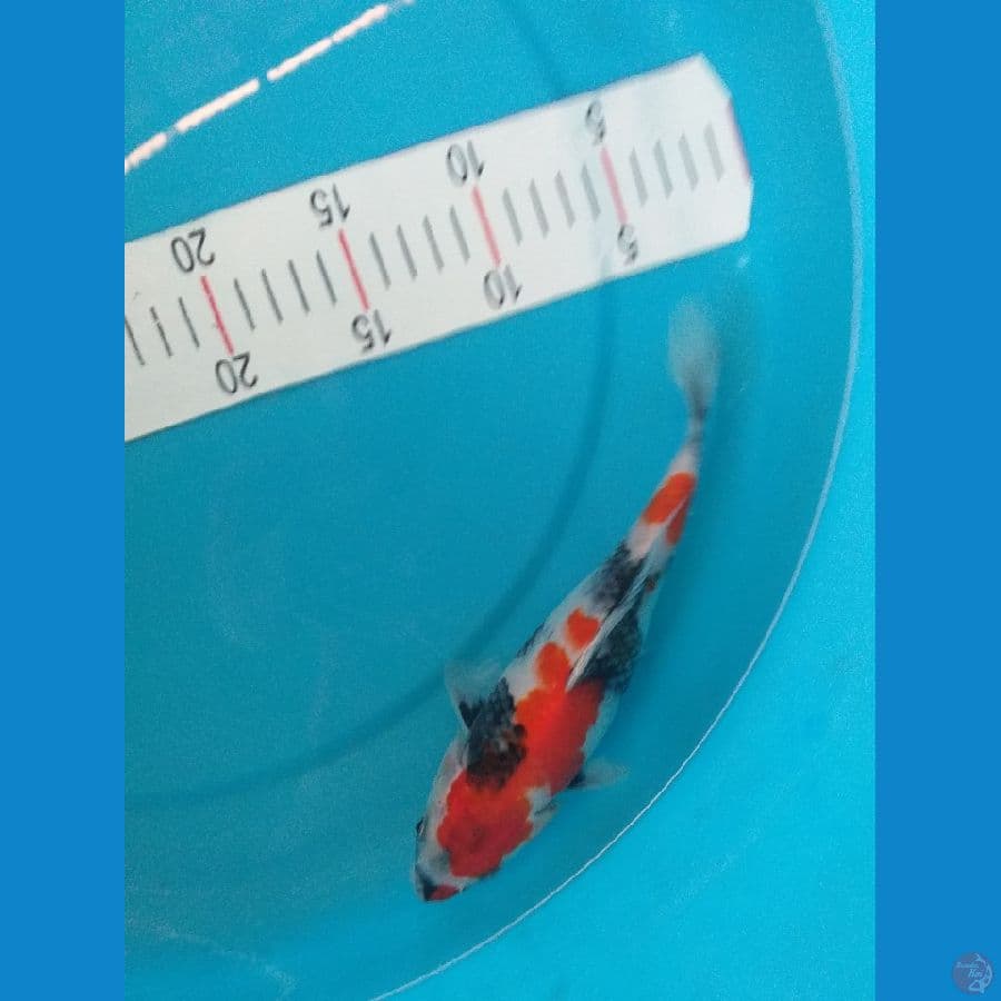kindai showa 22cm