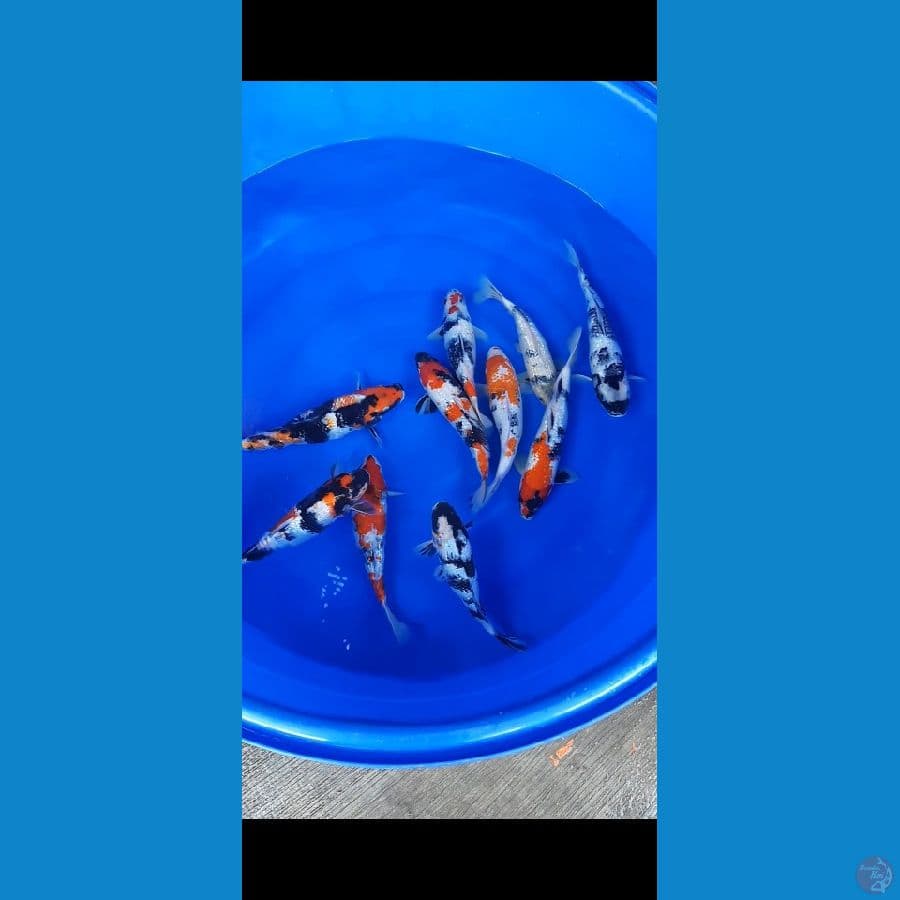 mix 10ekor 30cm (26-32)