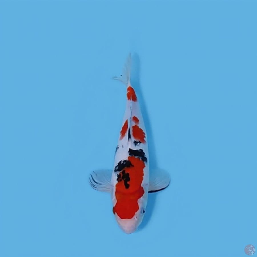 SANKE 30CM - MALE