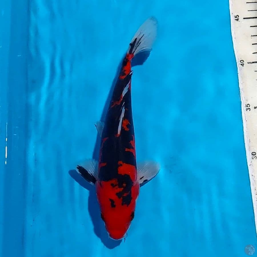 RARE FIRE DOITSU 23 CN