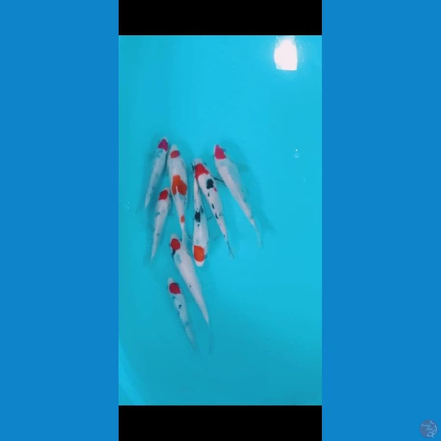 paket tanco 8 ekorr
