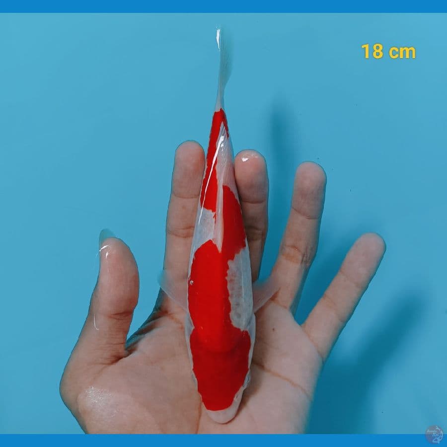 inazuma 18 cm