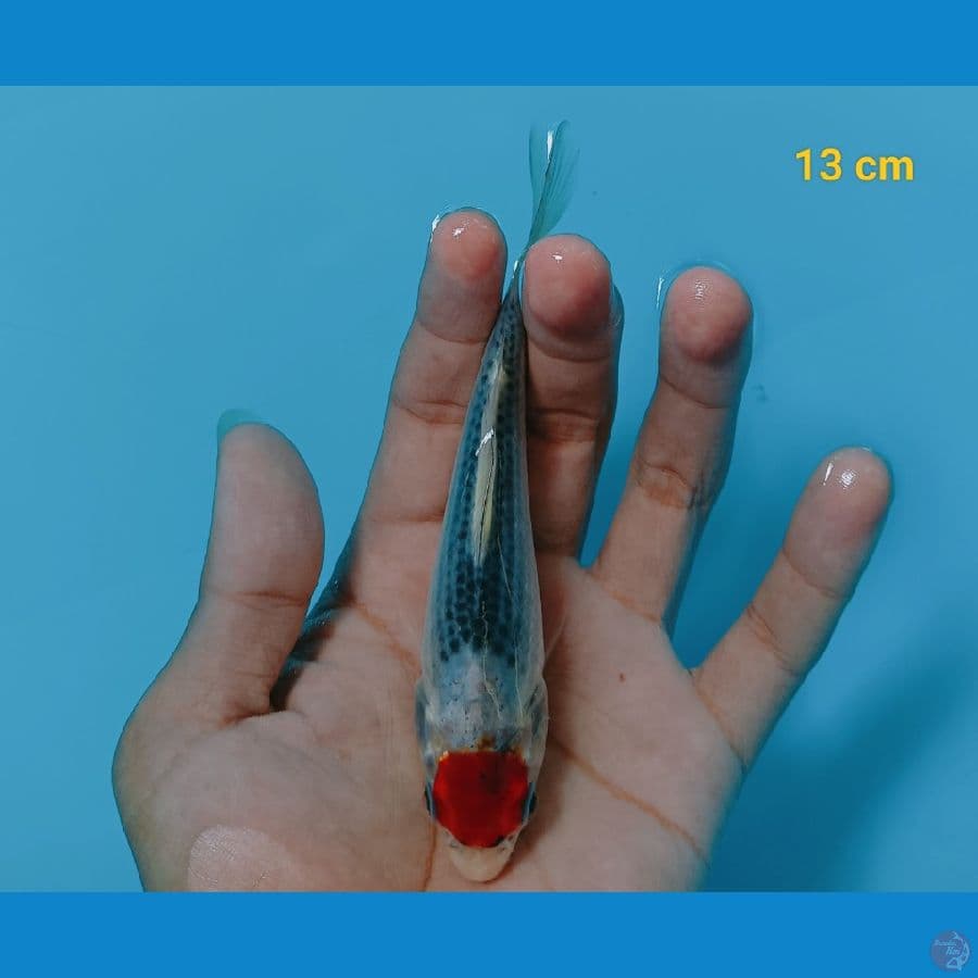 tancho goshiki 13 cm