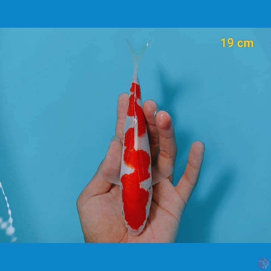 inazuma 19 cm