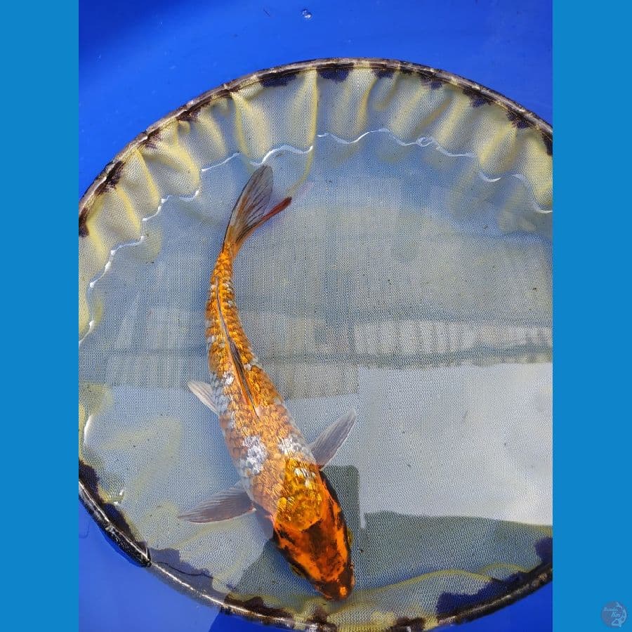 KOGANE OCHIBA GINRIN 22 CM