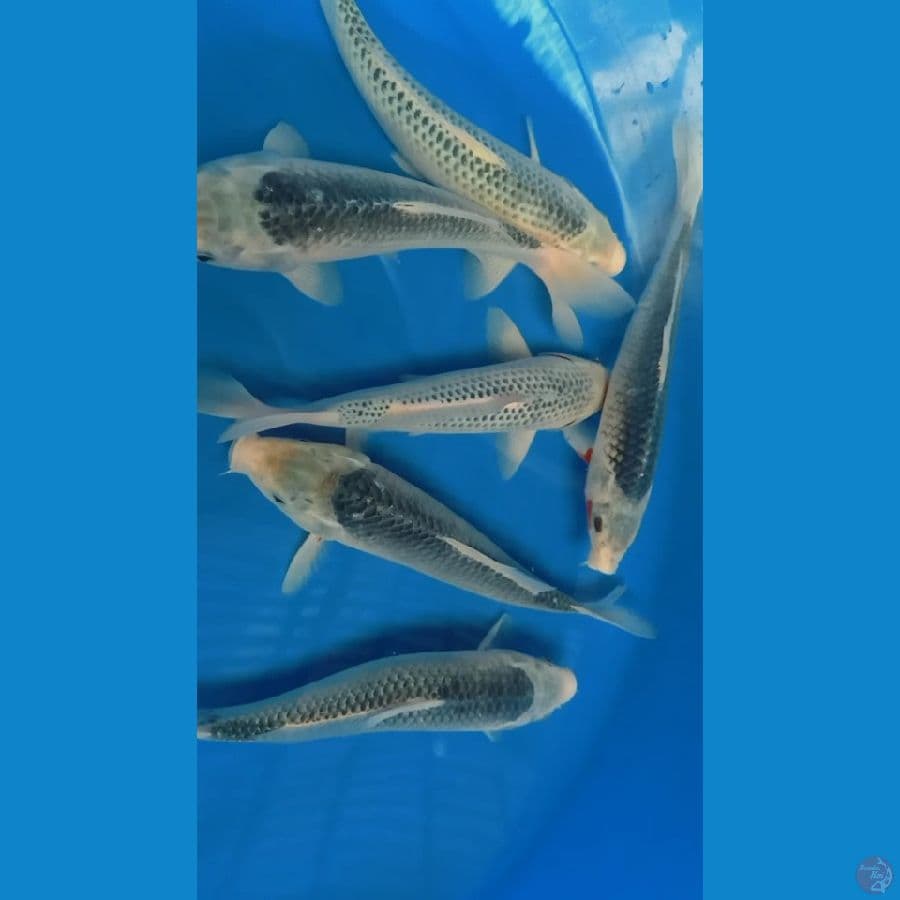 6 ekor asagi 28cm