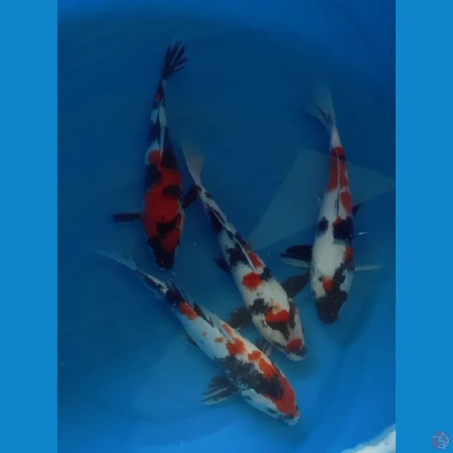 4 ekor showa 27 28cm