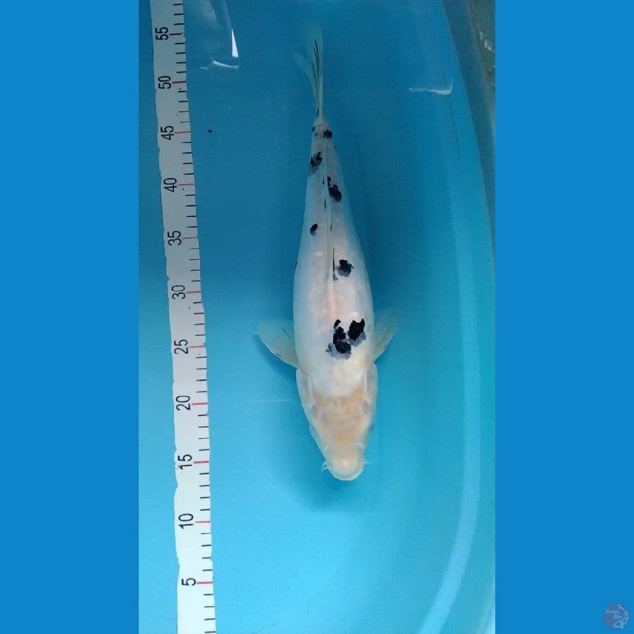 1.DOITSU 39cm