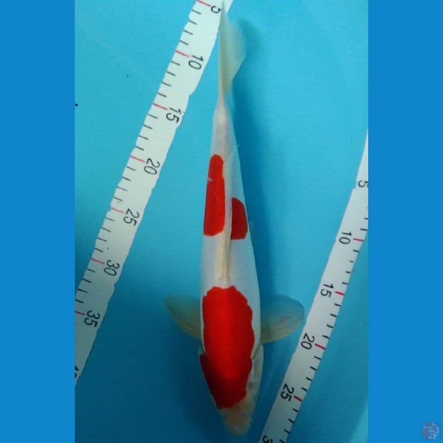 2.DOITSU 36CM