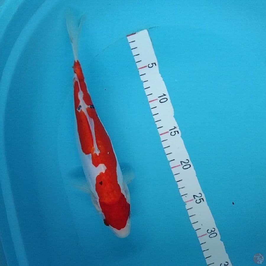 3.DOITSU 30CM