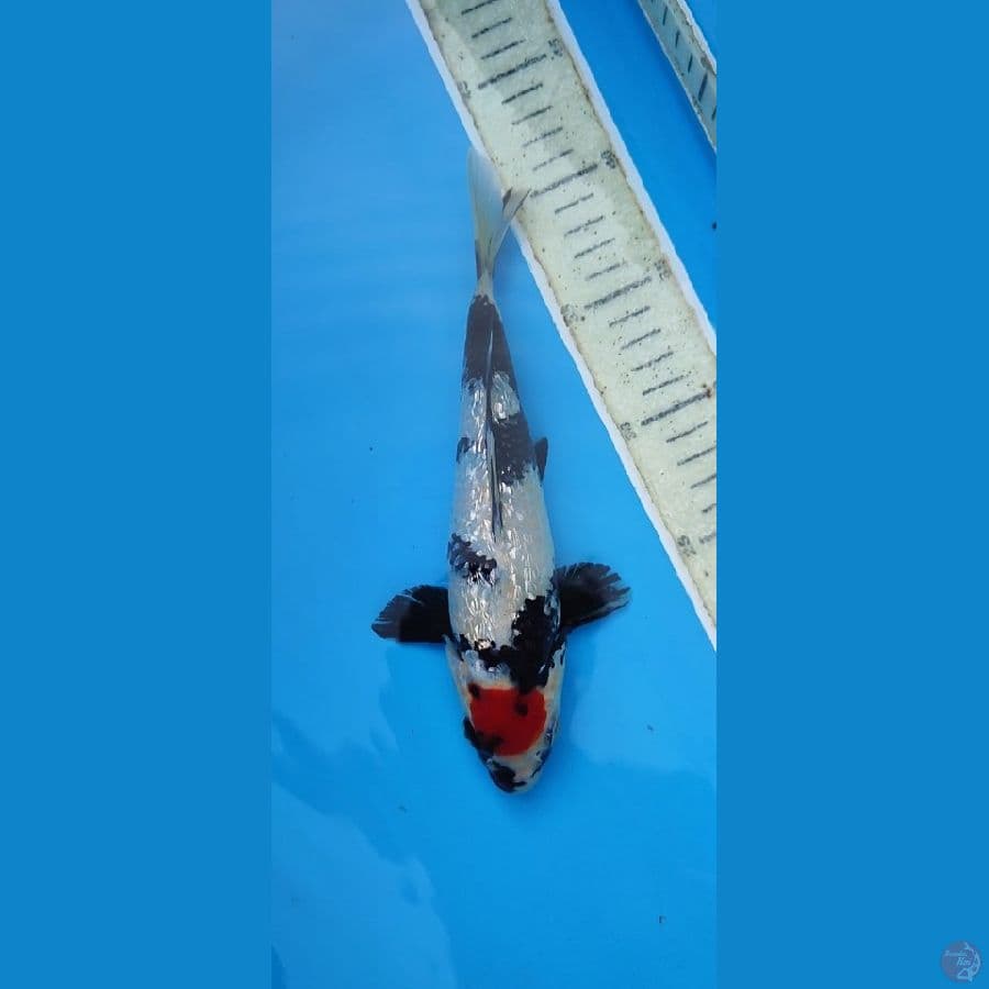 Tc showa gindrin_23 cm male_original