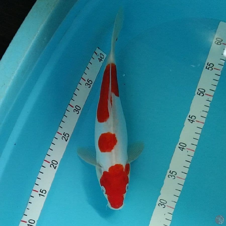 6.DOITSU 32CM