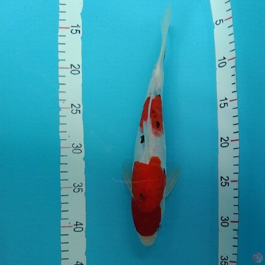 9.DOITSU 29CM