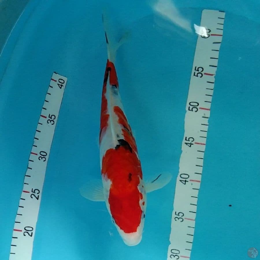 10.DOITSU 30CM