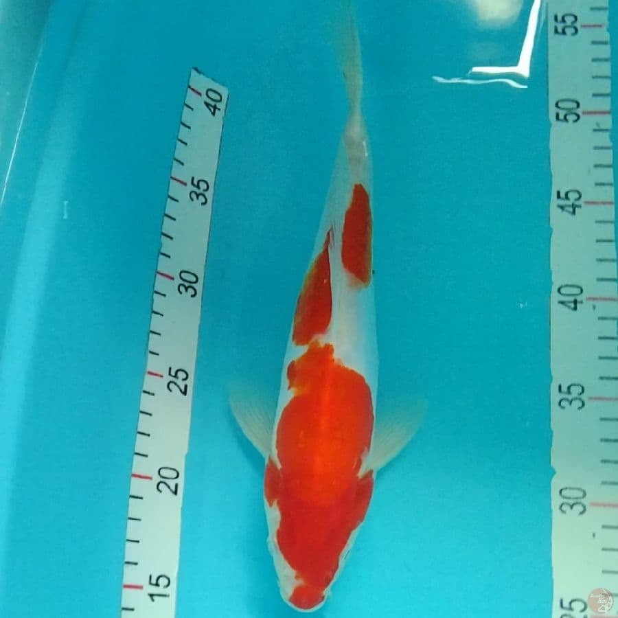12.DOITSU 30CM